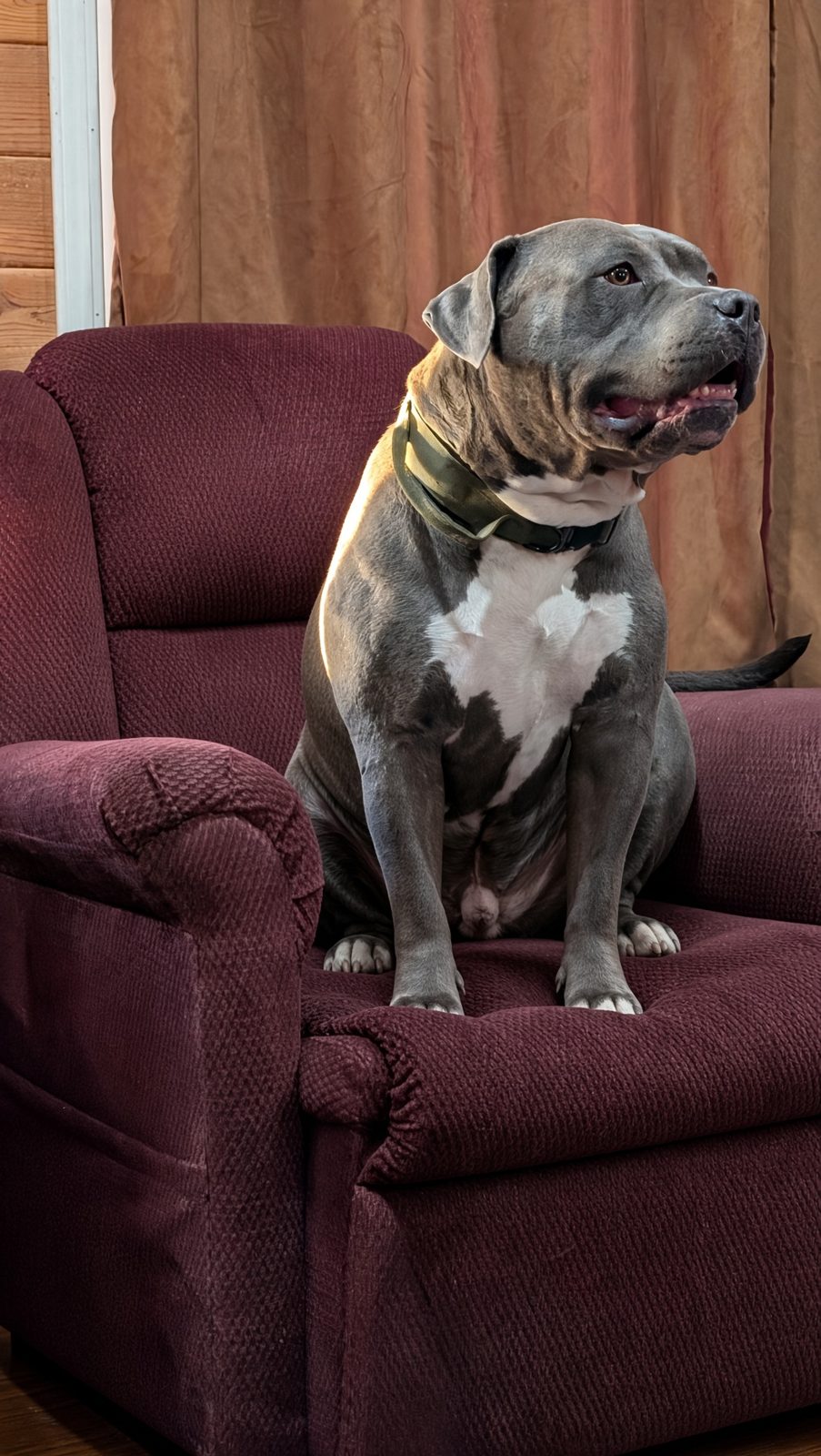 One of our dogs on the chair