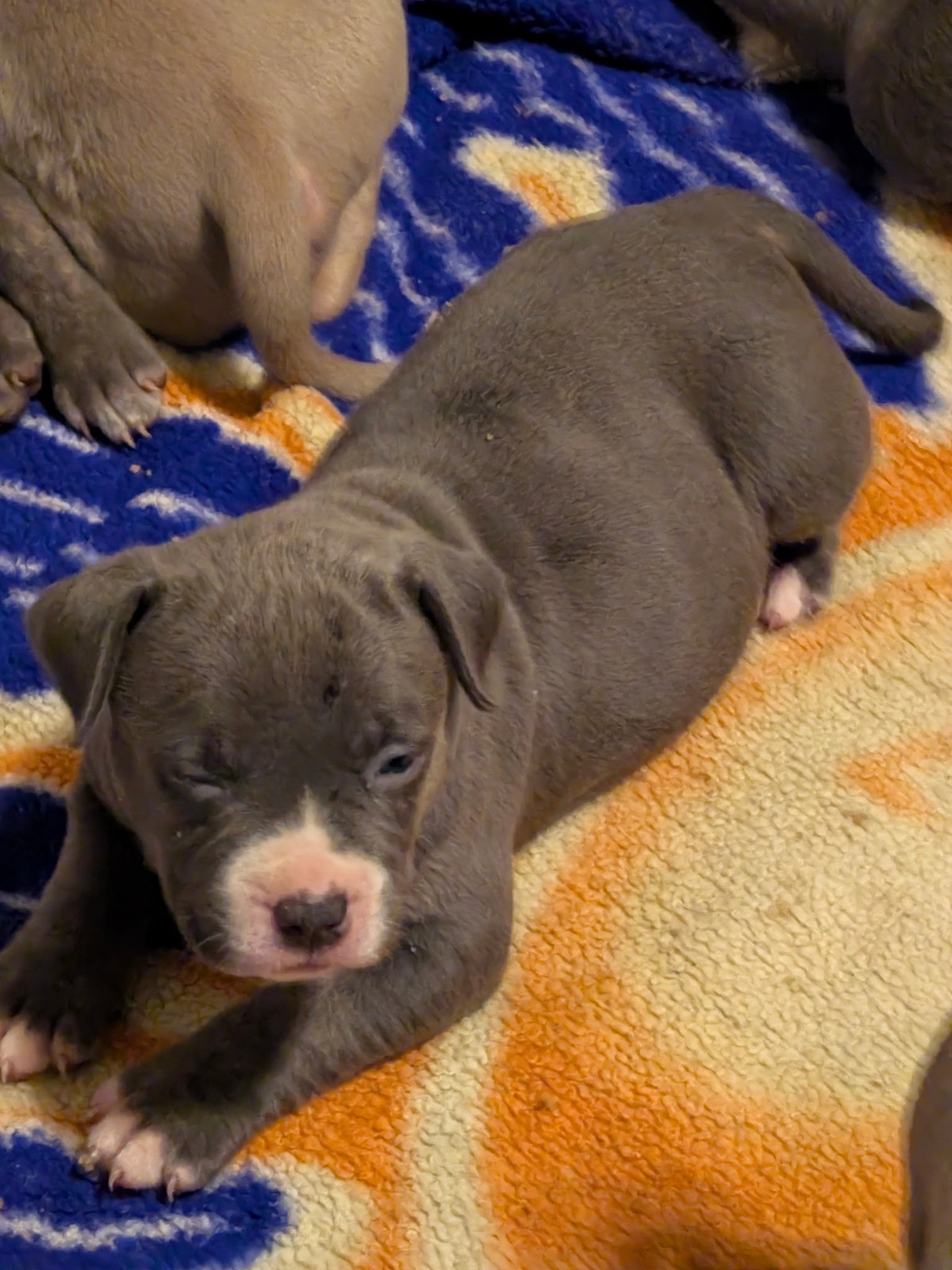 Dixie x Zeus litter, XL American Bully