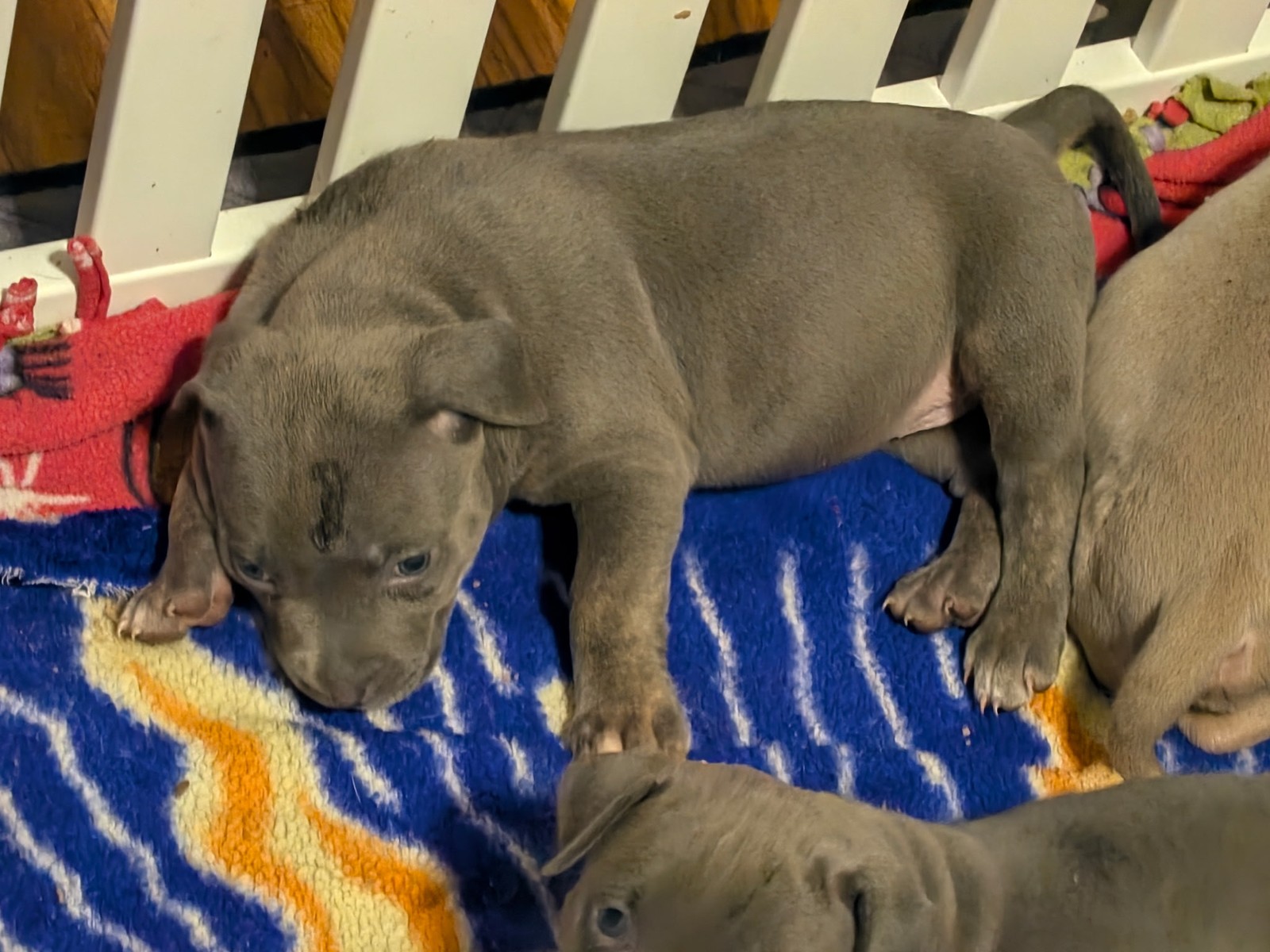 Dixie x Zeus litter, XL American Bully