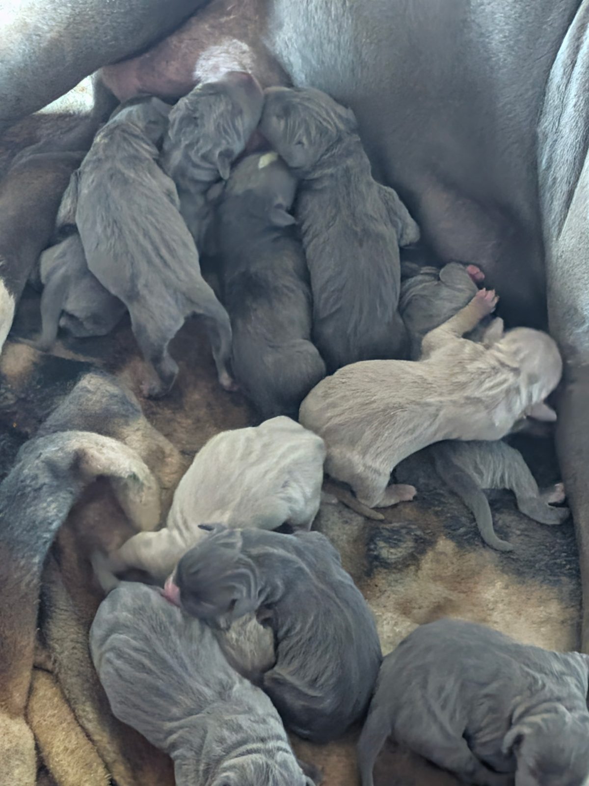 Dixie x Zeus litter, XL American Bully