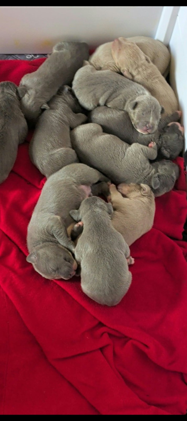 Dixie x Zeus litter, XL American Bully
