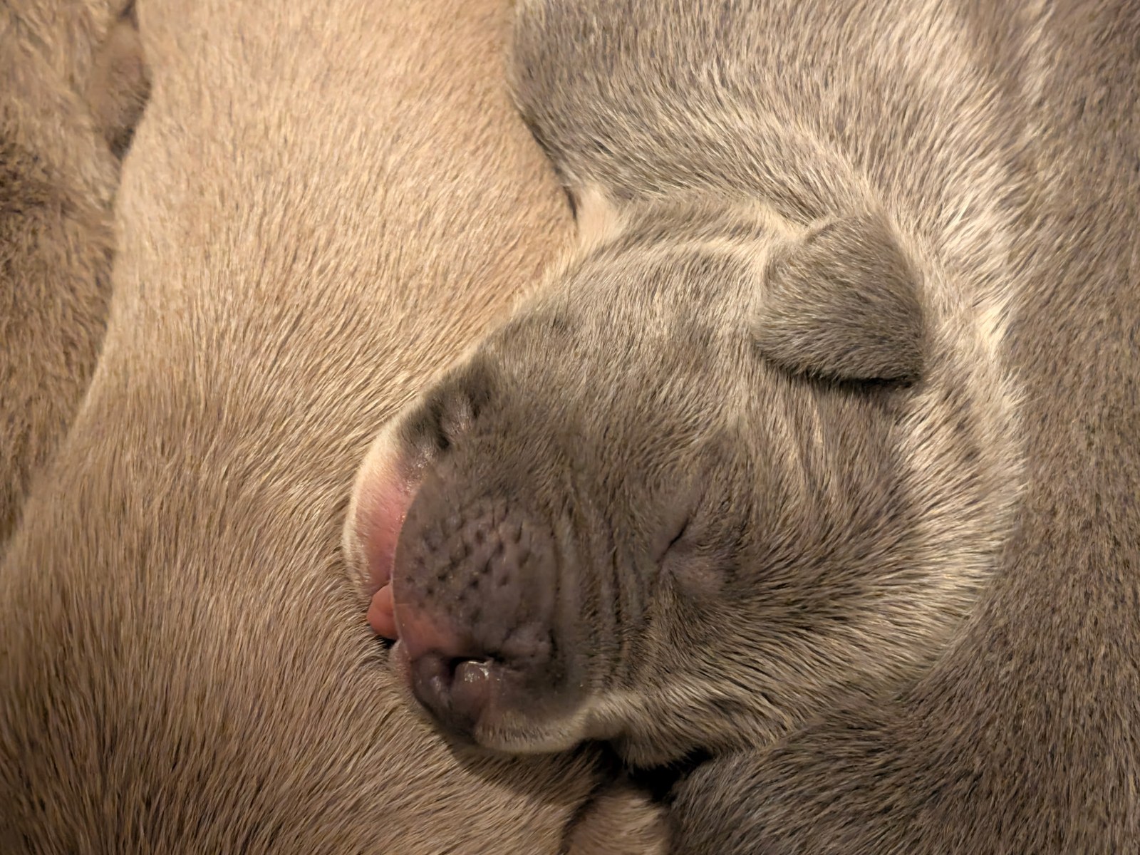 Dixie x Zeus litter, XL American Bully