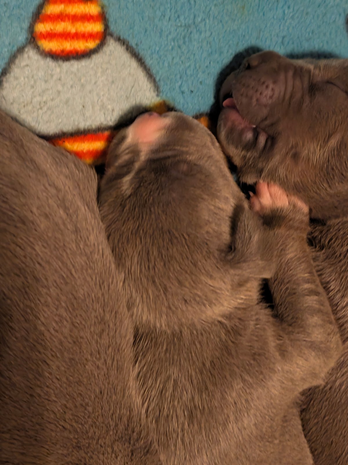 Dixie x Zeus litter, XL American Bully