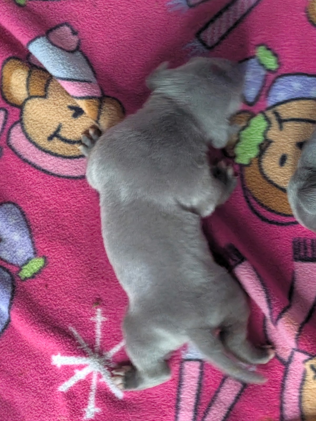 Dixie x Zeus litter, XL American Bully