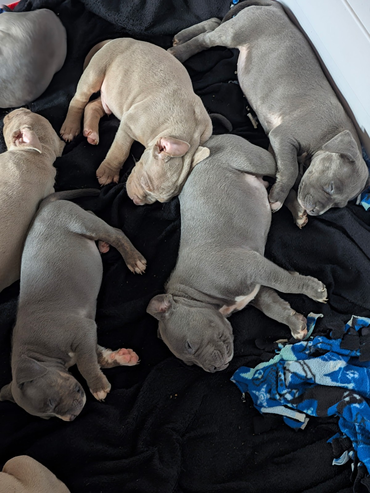 Dixie x Zeus litter, XL American Bully