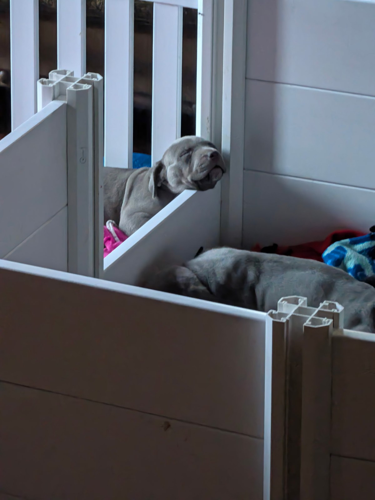 Dixie x Zeus litter, XL American Bully