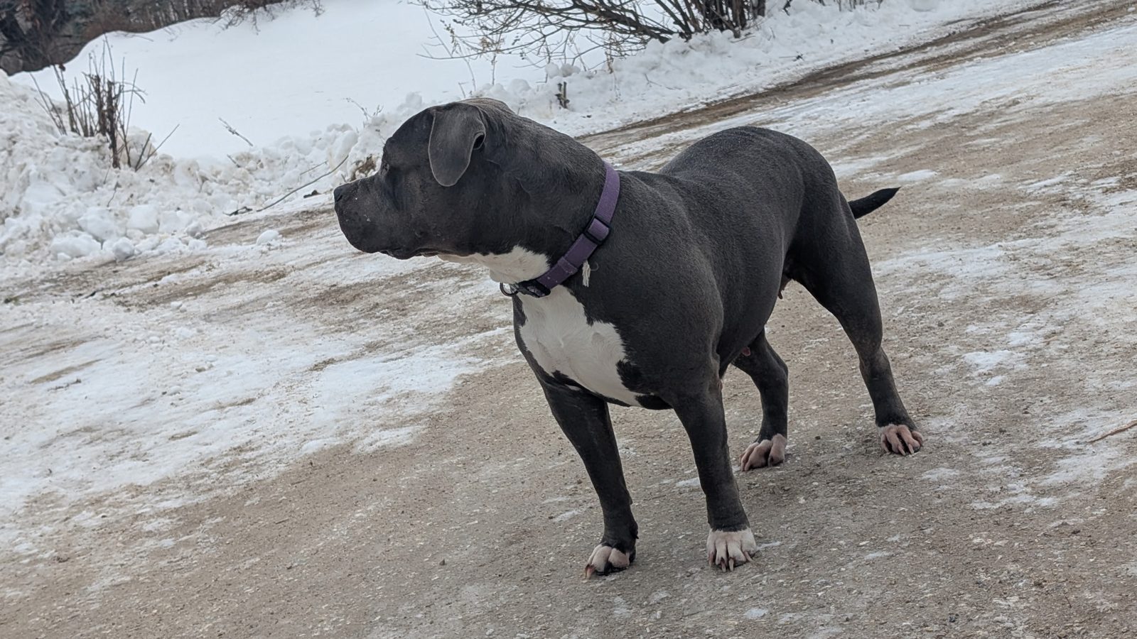 Dixie, blue XL American Bully