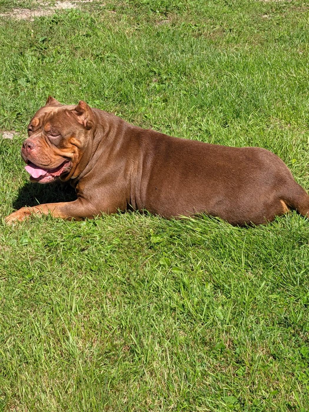 Kayla, chocolate tri XL American Bully