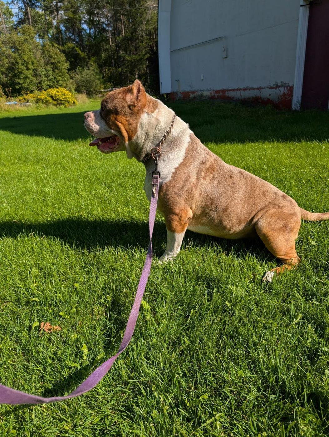 The Merle boy, a stud we had