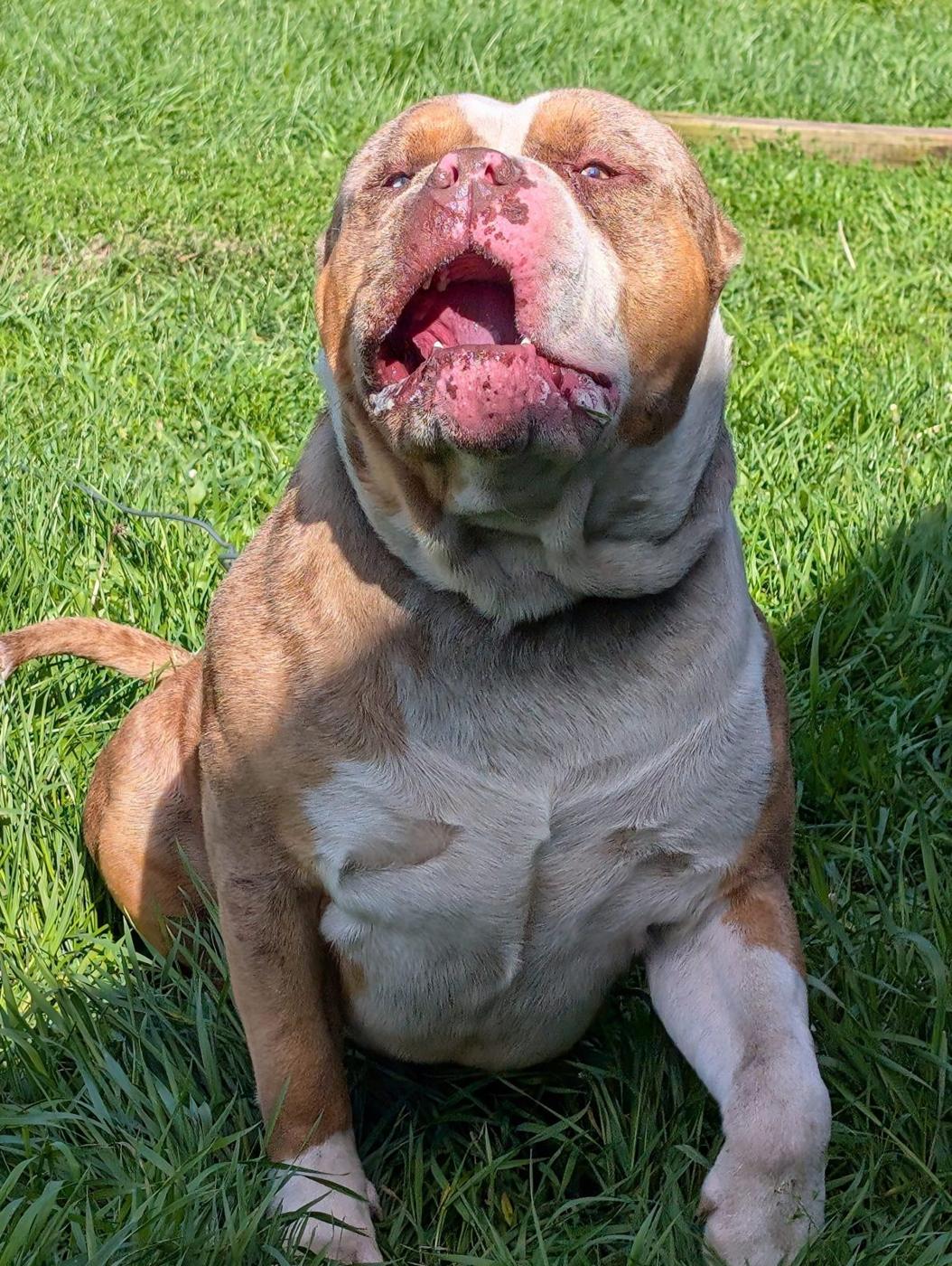 The Merle boy, a stud we had