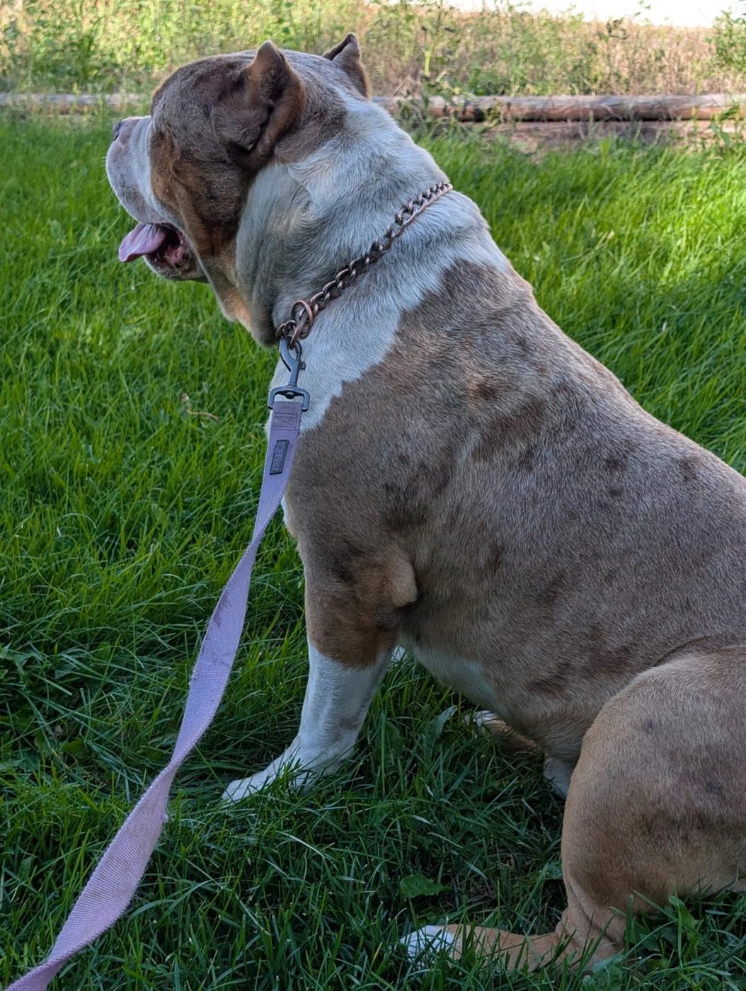 The Merle boy, XL American Bully