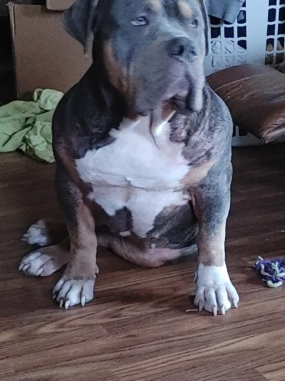 Nala, blue tri XL American Bully