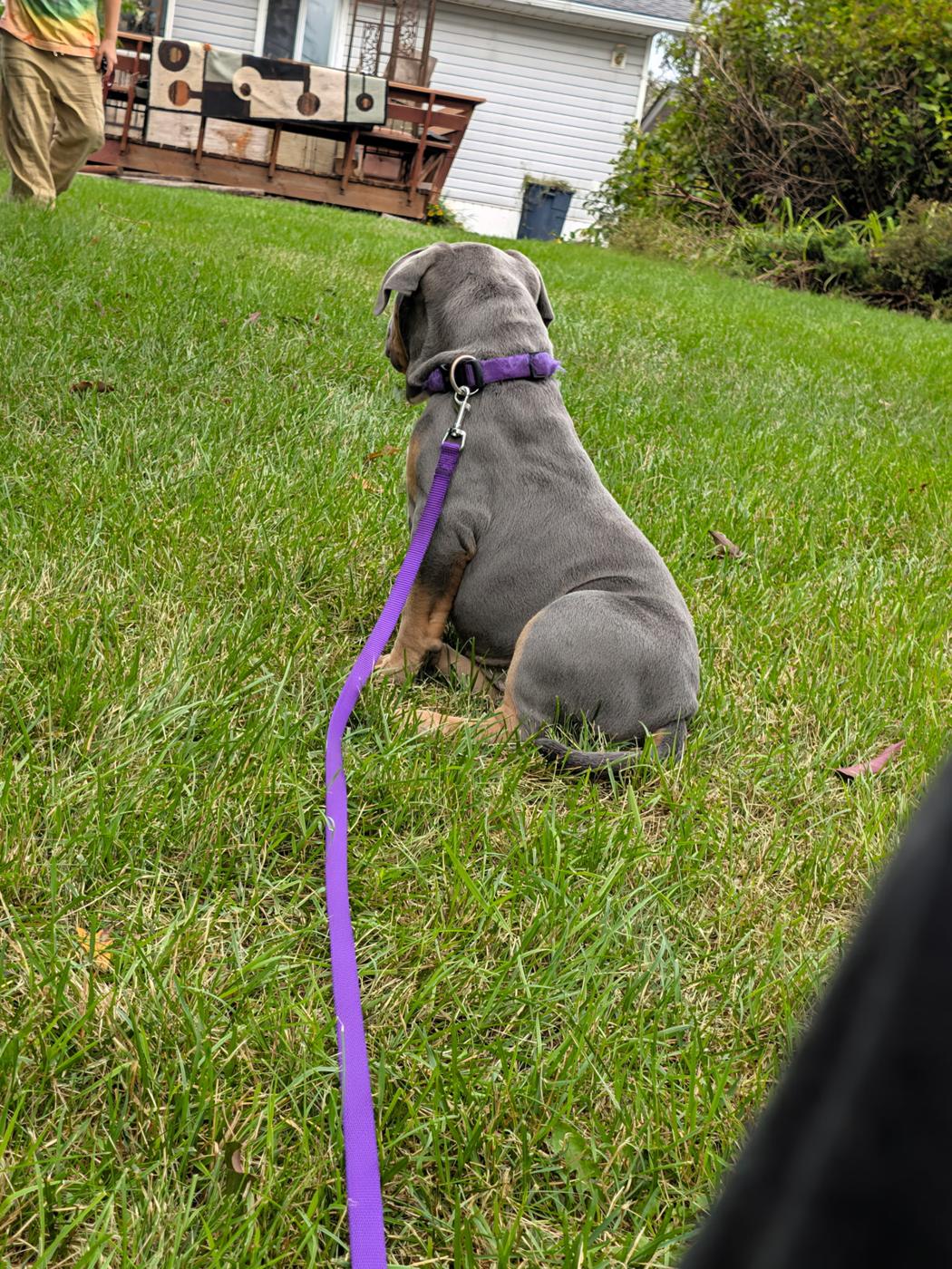 Blue, from Nala x Zeus, now in its home