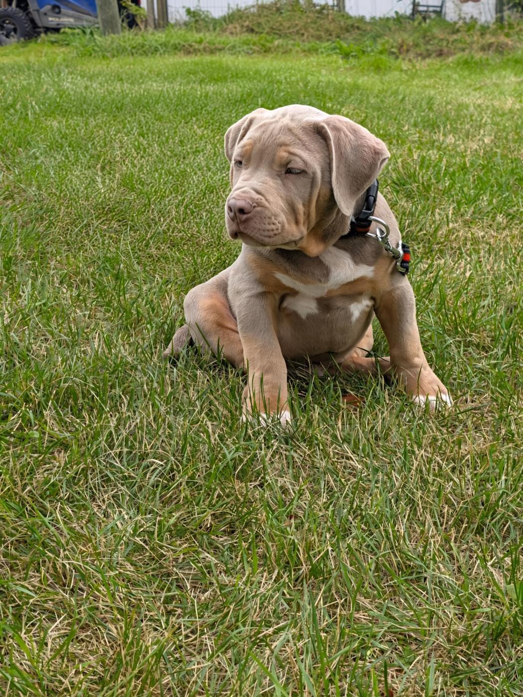 Nala x Zeus litter, XL American Bully
