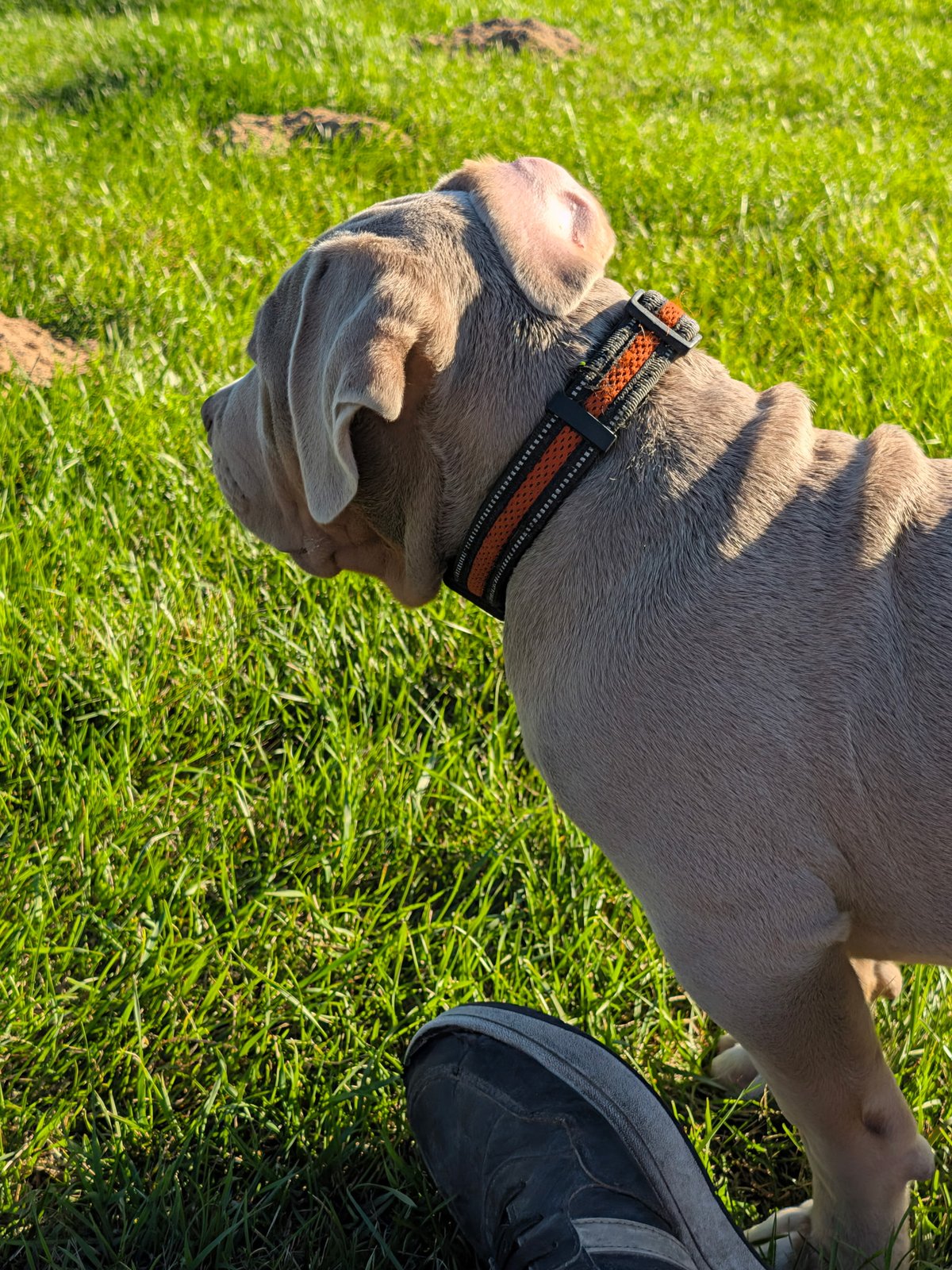 Lilac tri male, Nala x Zeus litter