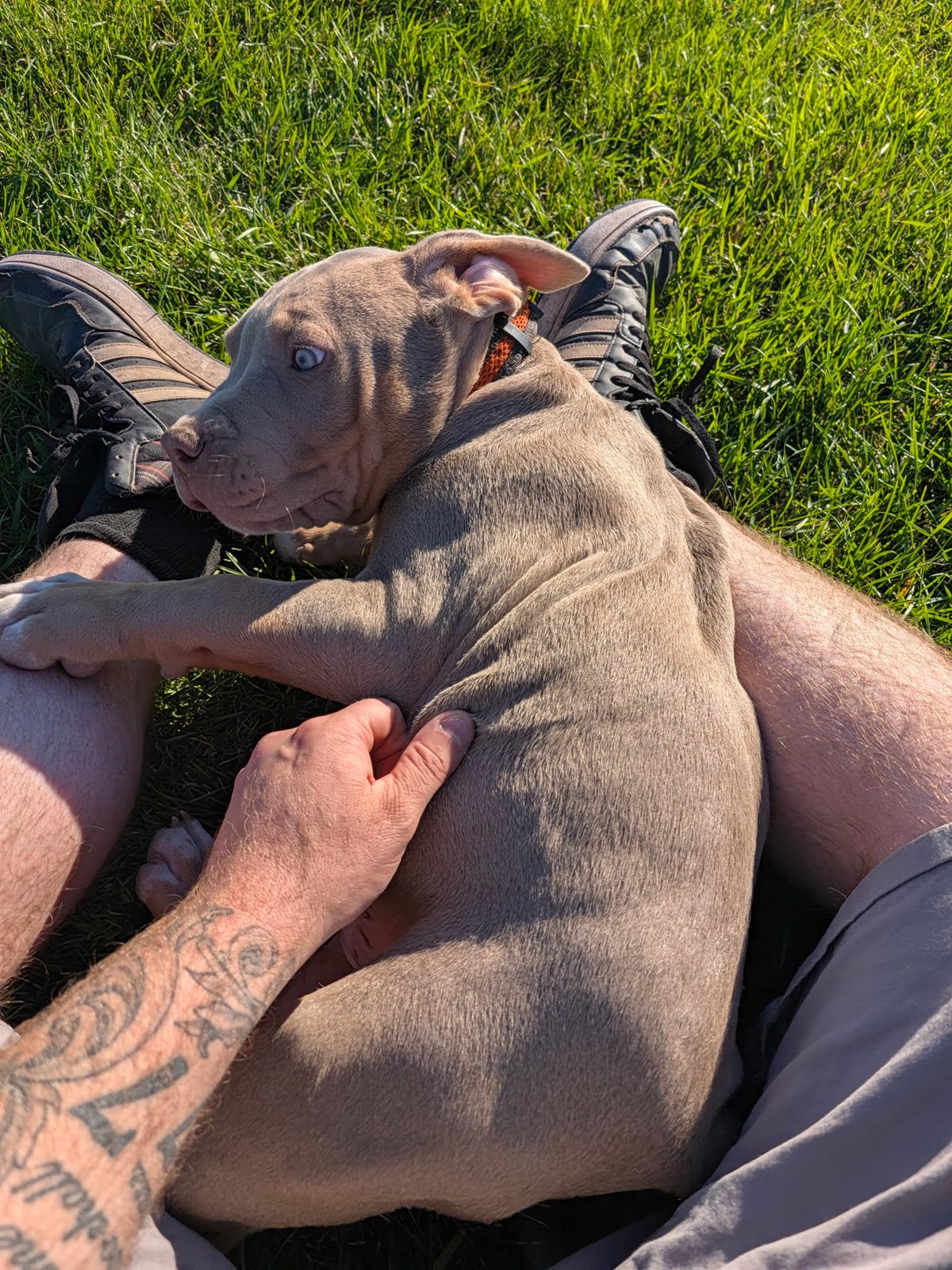 Nala x Zeus litter, XL American Bully