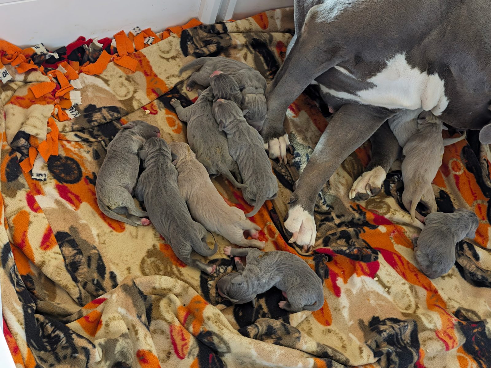 Nala x Zeus litter, XL American Bully