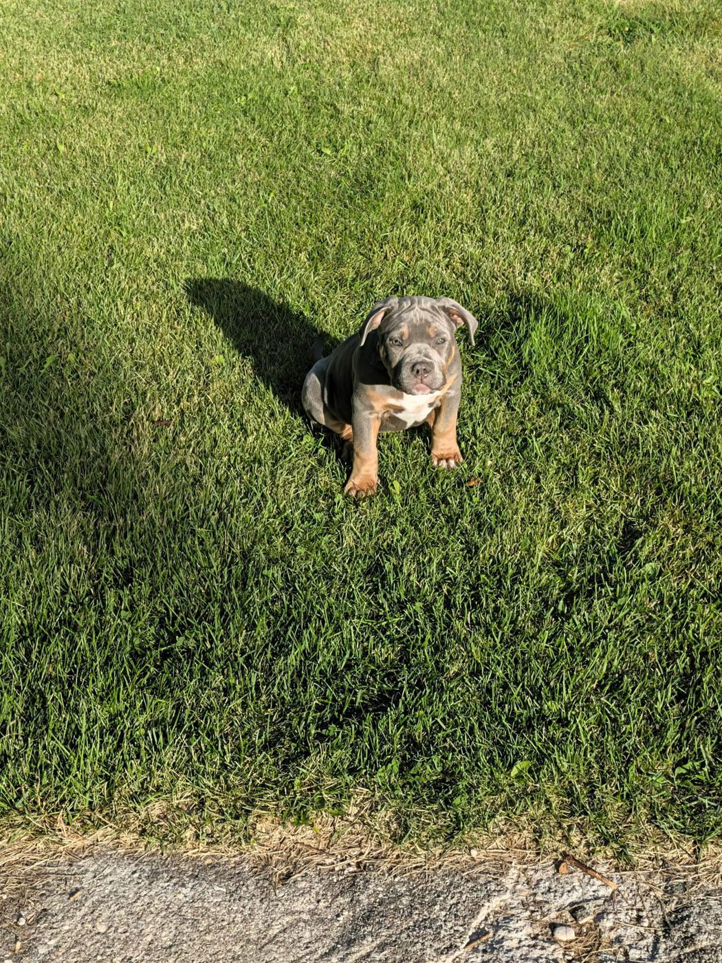A Nala x Zeus puppy on the grass