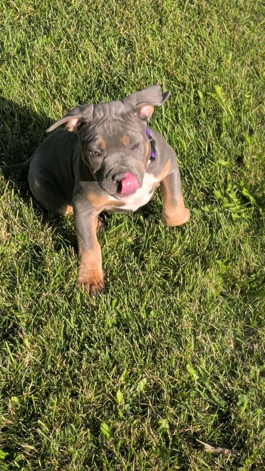 A puppy from the Nala x Zeus litter