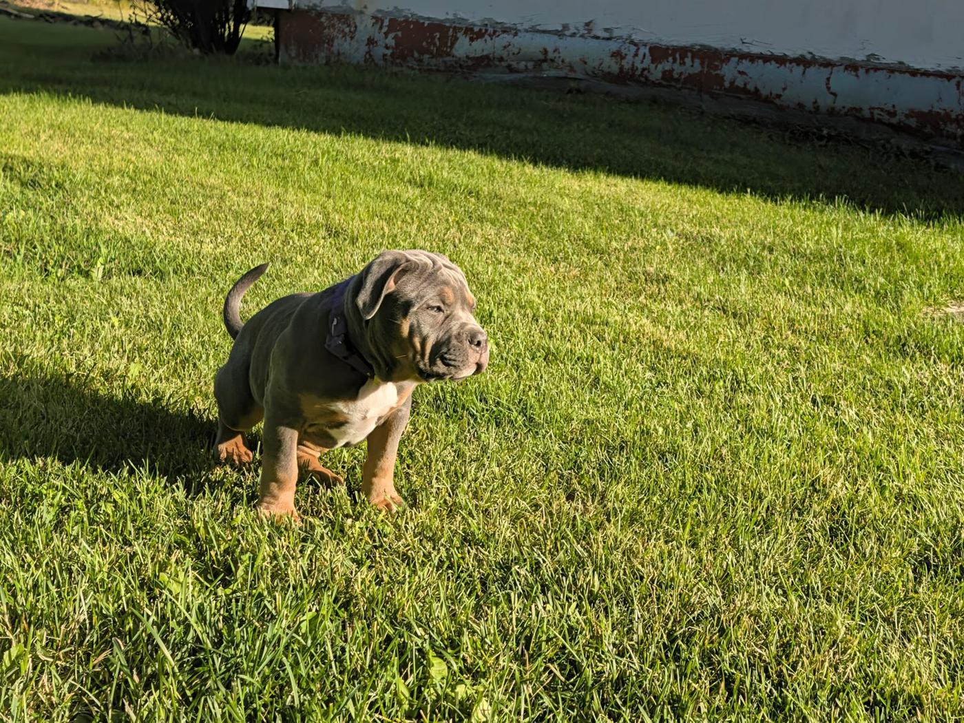 A Nala x Zeus puppy on the grass