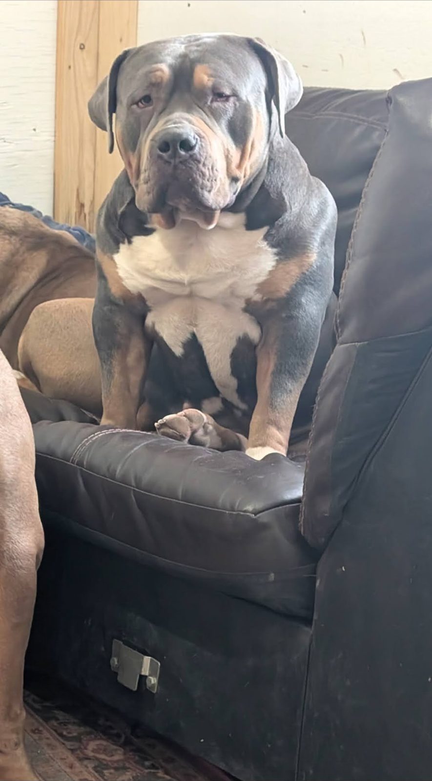 Nala, blue tri XL American Bully
