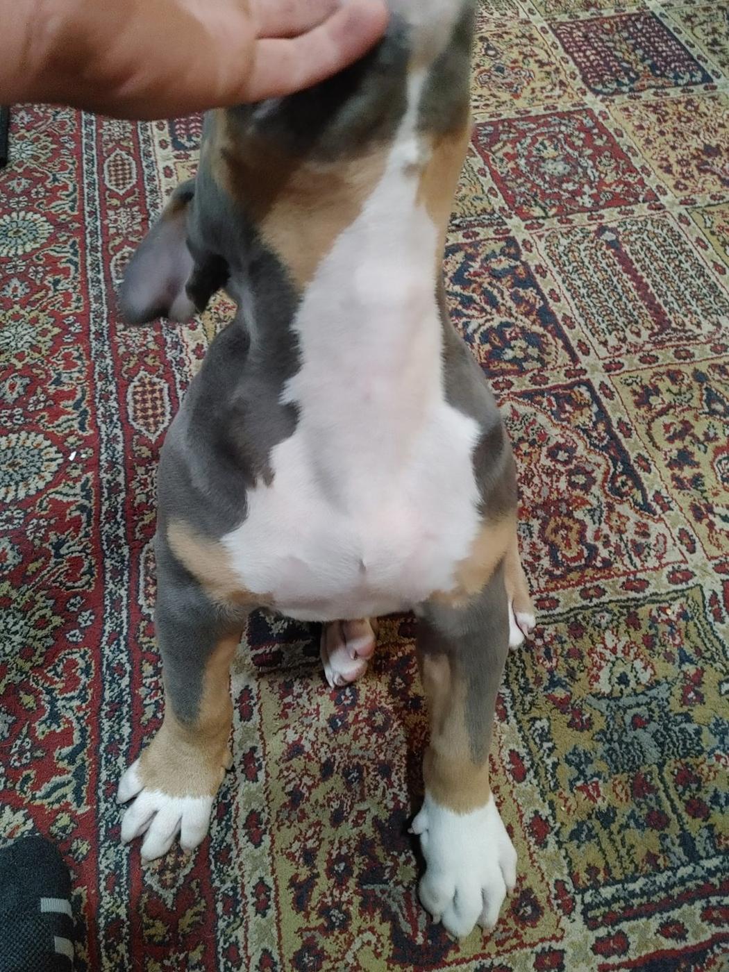 A puppy at YNL Family Bullies