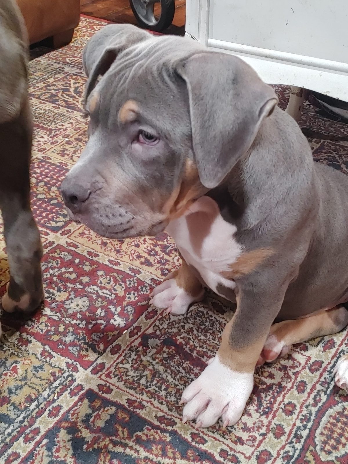 A puppy at YNL Family Bullies