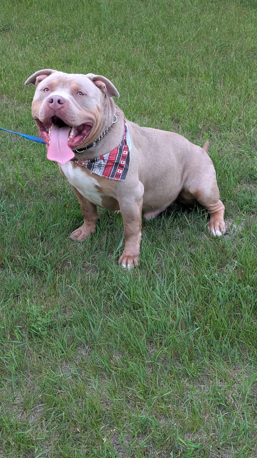 Zeus, one of our studs