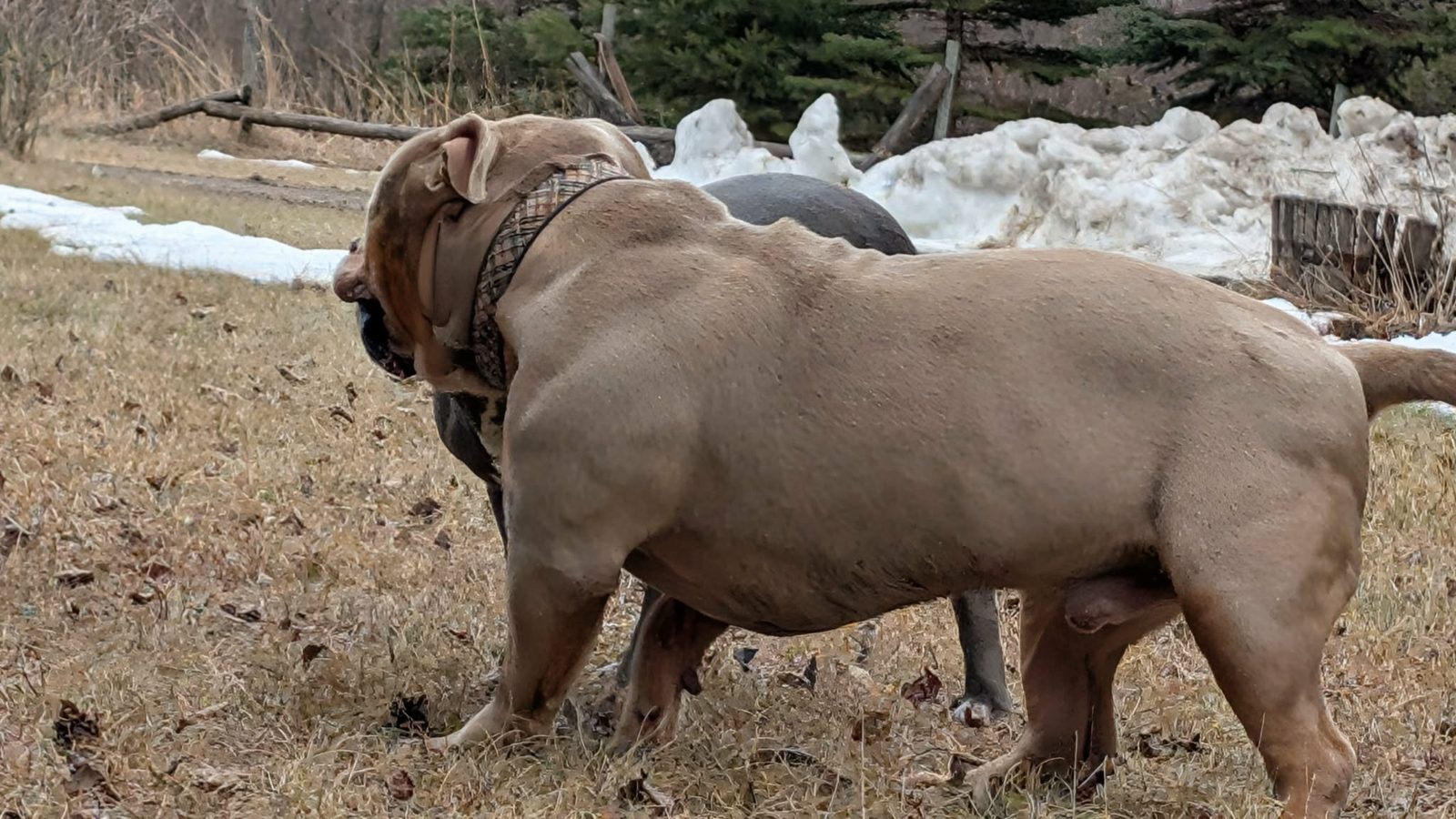 Zeus, one of our studs