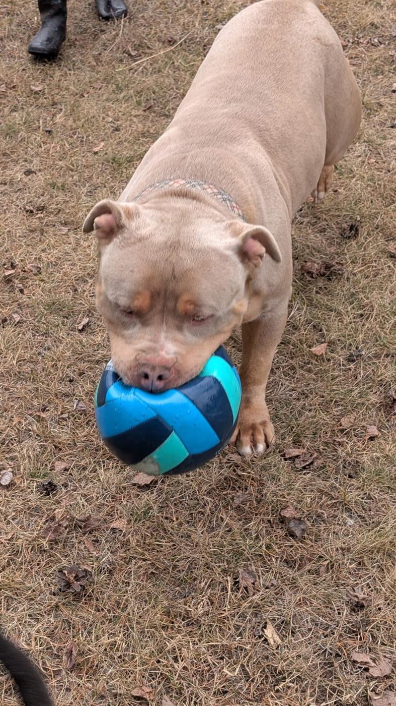 Zeus, lilac tri XL American Bully